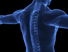 The Spine
